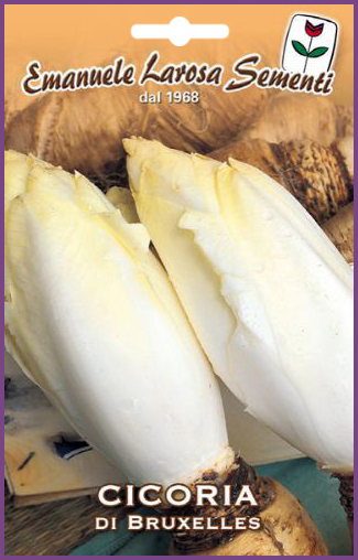 Endive Blanche de Bruxelles