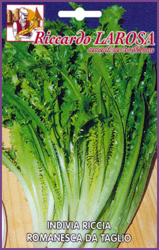 Chicorée Endive Verte Italienne