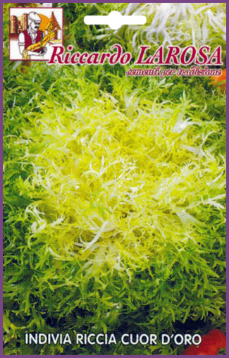 Salade Chicorée Frisée:Salade à feuilles de couleur vert clair à l'extérieur au Cœur d'O