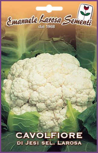 Chou-Fleur à Grosse Pomme Blanche Variété E. Larosa