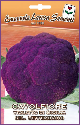 Chou-Fleur Violet Foncé de Sicile