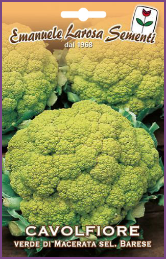 Chou Fleur Vert Clair De Bari