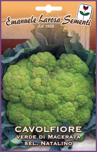 Chou-Fleur Vert Natalino