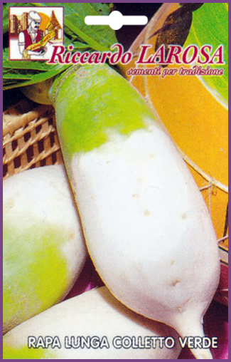 Navet Vert Bicolore