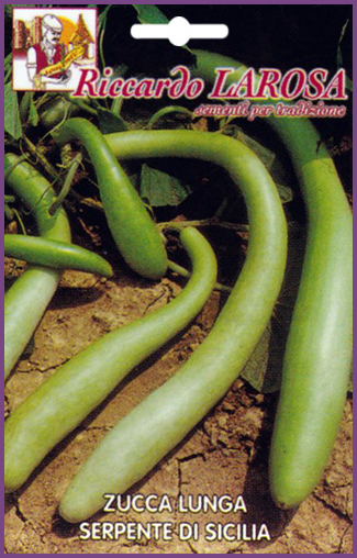 Courgette Serpent Chinois