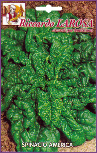 Épinard Vert Frisé Américain