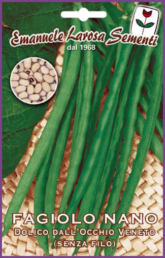 Haricot Vert Nain Sans Fil Mange tout