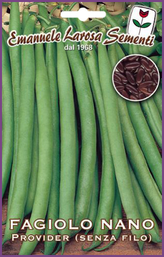 Haricot Vert Nain Sans fil Très Productif-Variété Conseillée