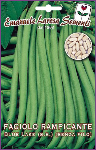 Légume Haricot vert grimpant Lac Bleu 120 graines ** FREE UK P & P **