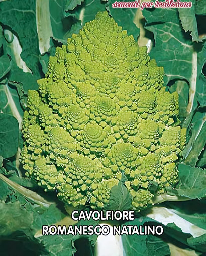 Graines De Chou Brocoli Romanesco Précoce, Potager Meilland Richardier