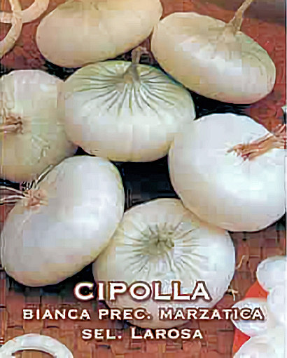 Oignon Blanc Précoce