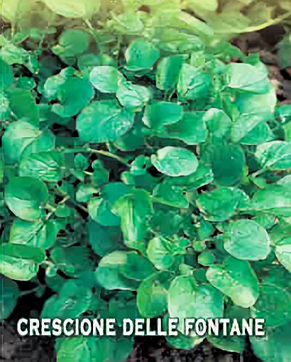 Graines de Cresson de Fontaine.