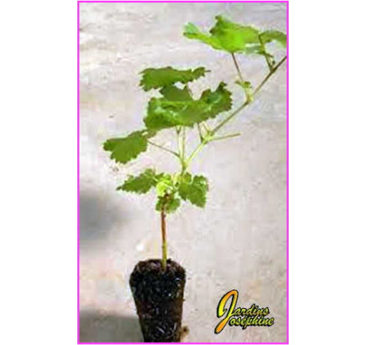 Plant de Vigne Raisin Fragola Noir Goût de Fraise.16 Mois.