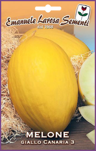 Melon Jaune d'Hiver:Melon jaune ovale très gros fruit