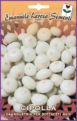 Oignon Blanc Industriel Pour Conserve