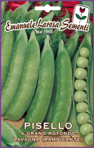 Petit Pois Lavagna