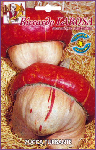 Potiron Turban Gros Fruit Bicolore
