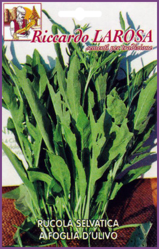 Roquette Sauvage:Variété de roquette sauvage de Feuilles forme olivier.