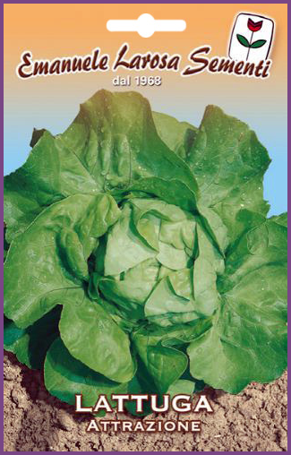 Salade Laitue