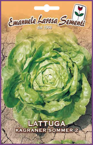 Laitue Sommer 2:Variété de salade verte