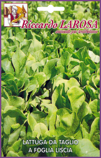 Laitue à Petites Feuilles