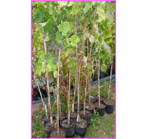 Plant de Vigne Raisin de Malaga Blanc.5 Ans.
