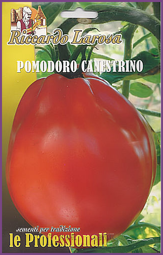 Tomate à Gros Cœur Piriforme-Canestrino