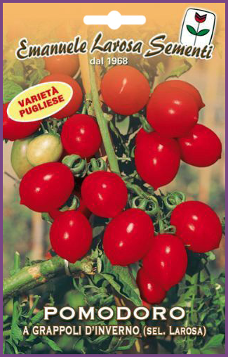 Tomate en Grappe d'Hiver E. Larosa
